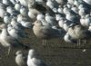 Glaucous Gull at Hole Haven Creek (Steve Arlow) (75689 bytes)